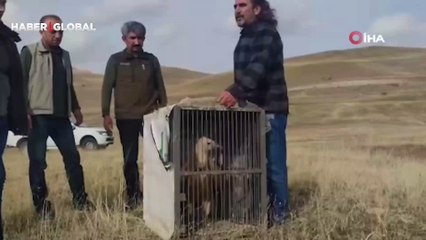 Kızıl akbaba 3 ay sonra yeniden özgür