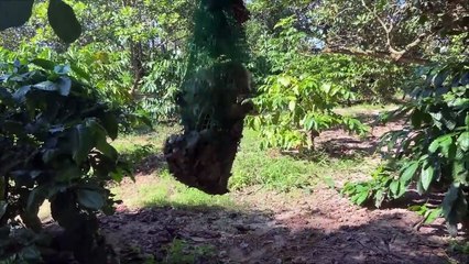 So Funny Cutis Rickshaw Harvest Fishing And Rescue Dog