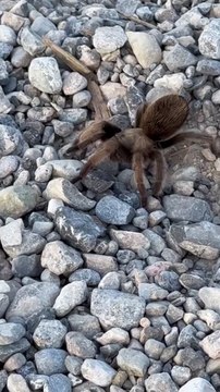 Laeticia Hallyday et Maxim Nucci sont partis tourner le clip inédit d'une chanson de Johnny Hallyday. @ Instagram /