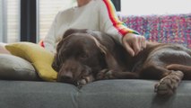 Pets Are Constantly Spoiled By Their Owners