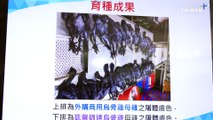 New Variety of Silky Black Chicken Bred in Taiwan