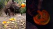 Zoo Animals Get Into the Spooky Season by Munching on Pumpkins!