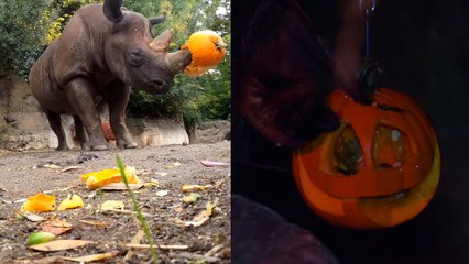 Zoo Animals Get Into the Spooky Season by Munching on Pumpkins!