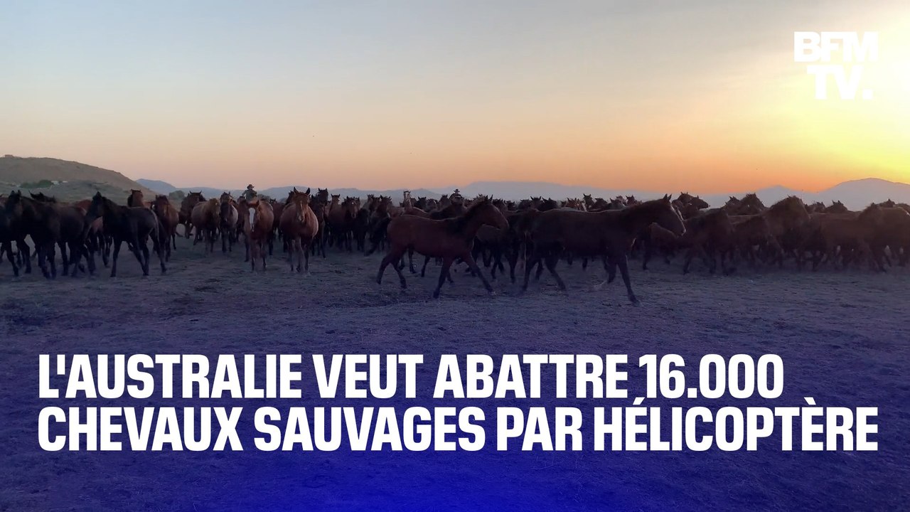 L'Australie veut abattre 16.000 chevaux sauvages par hélicoptère