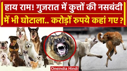 Gujarat के Surat में कुत्तों की नसबंदी में घोटाला | Narendra Modi | Qatar | Viral | वनइंडिया हिंदी