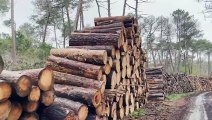 Gironde: après les incendies monstres, la forêt face aux insectes ravageurs