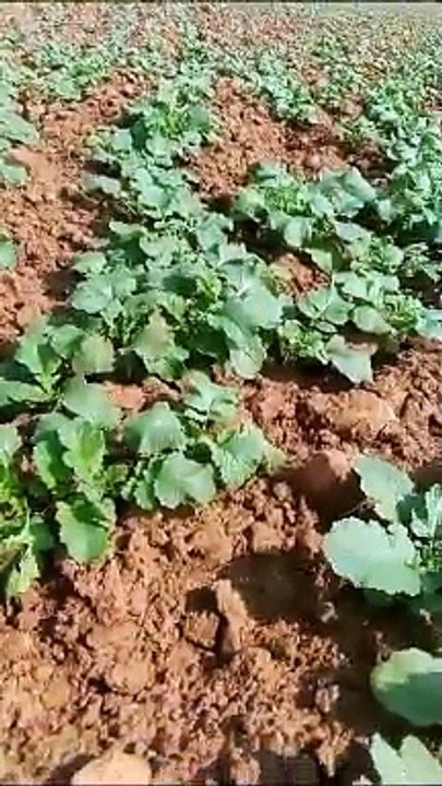 खेती-किसानी, सरसों की बुवाई तोड़ेगी रेकॉर्ड, चने की बुवाई हो गई शुरू