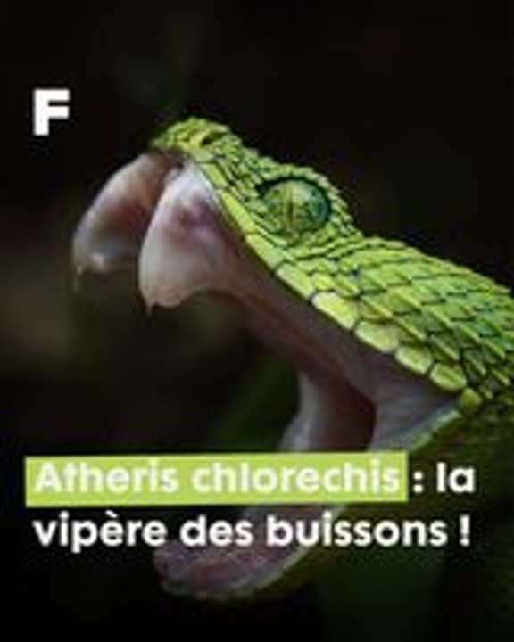 Exploration de la vipère des buissons, Atheris chlorechis, en Suède !