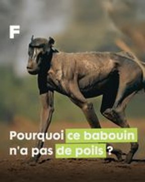 Les secrets de l'alopécie animale : le cas du babouin sans poil !