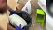 Bodrum'da Narkotik Operasyonu: 490 Gram Kokain ve 3 Kilogram Skunk Ele Geçirildi