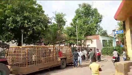 Video...... हाटकेश्वर, खोखरा, रामराज्यनगर सहित के इलाकों में भटकते 88 मवेशियों को पकड़ा