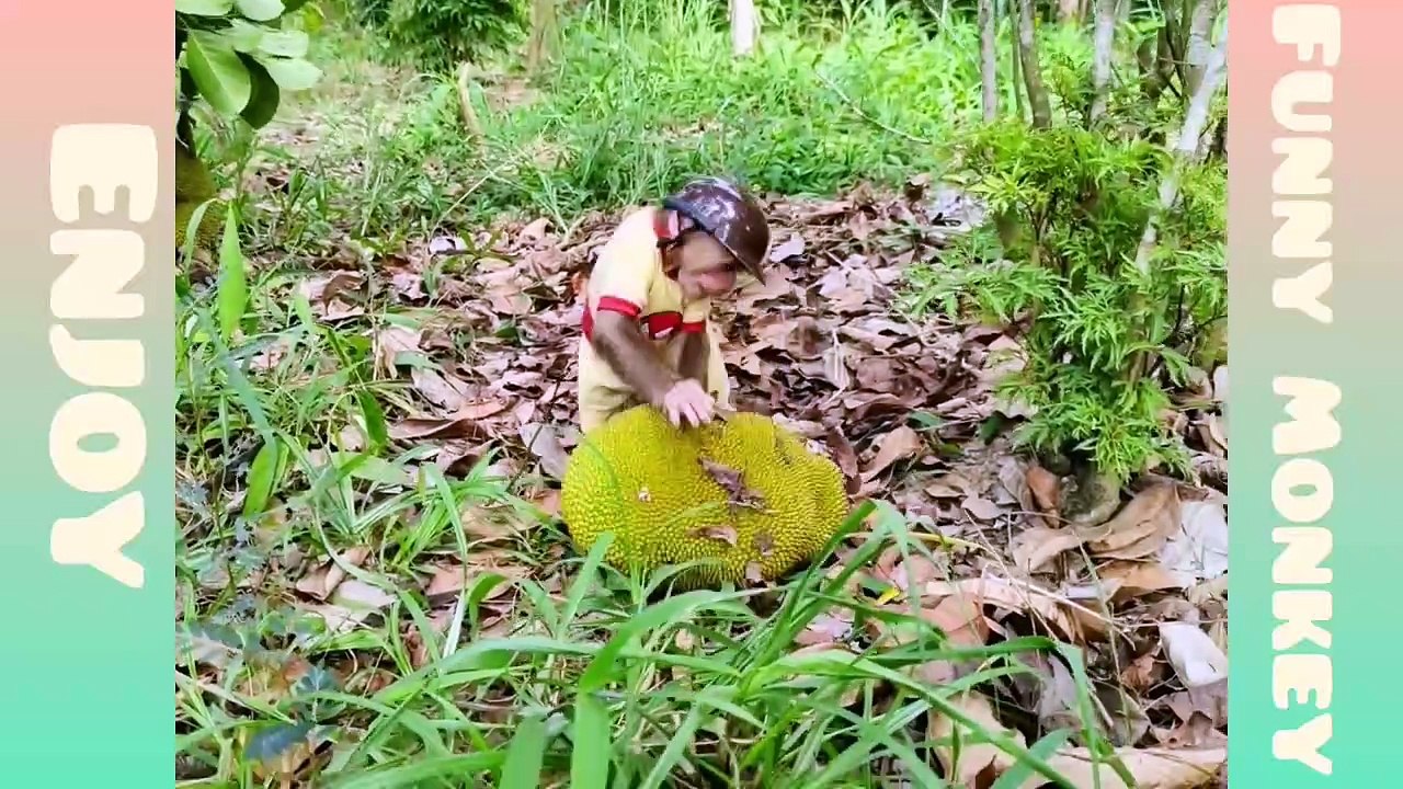 Monkey Funny video