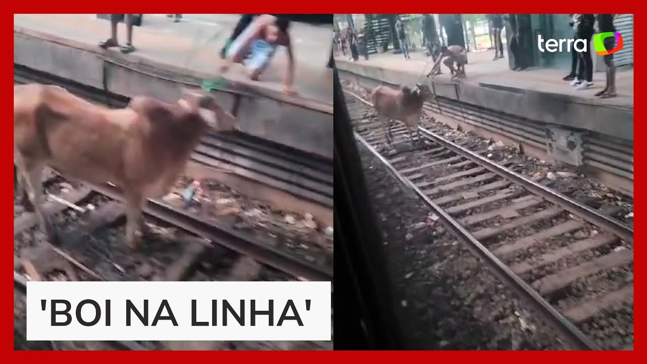 Bois invadem estação de trem e 'passeiam' por linha férrea no RJ