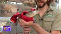 Ghoulish Gators at Phoenix Herpetological Sanctuary