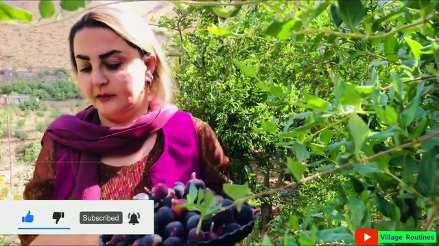 Picking figs and making fig jam_ Village Routines