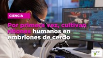 Por primera vez, cultivan riñones humanos en embriones de cerdo