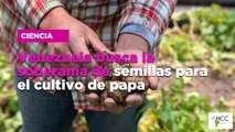 Venezuela busca la soberanía de semillas para el cultivo de papa