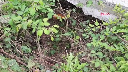 Le bébé laissé dans le canal d'eau d'Izmit a témoigné de la peur de la mère