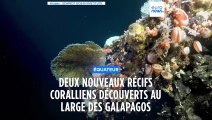 Deux nouveaux récifs de coraux découverts aux Galapagos
