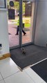 Body Slamming Squirrel Struggles With Doors