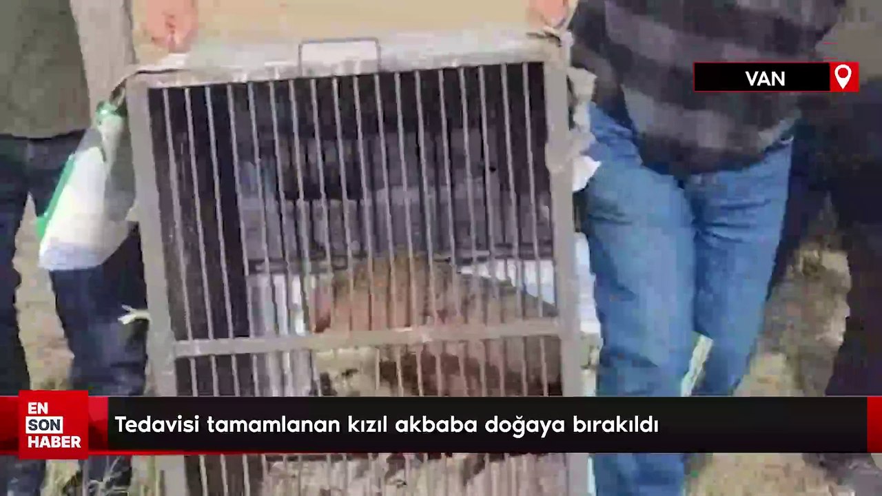 Tedavisi tamamlanan kızıl akbaba doğaya bırakıldı