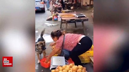Pazar alışverişine çıkan köpek