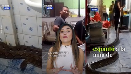 Enorme pitón hallada en un baño aterrorizó a una familia en Tailandia
