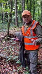 Untangling A Deer From Ropes