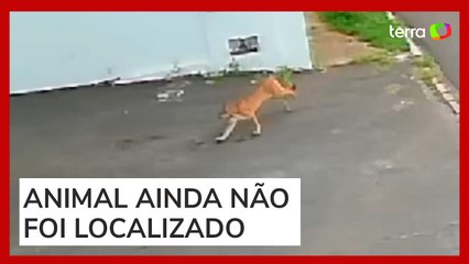 Onça-parda é vista andando sobre telhados e assusta moradores de Itapira