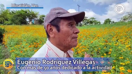 Download Video: Comienza cosecha de cempasúchil en la zona rural de Minatitlán ¡listos para entregar!