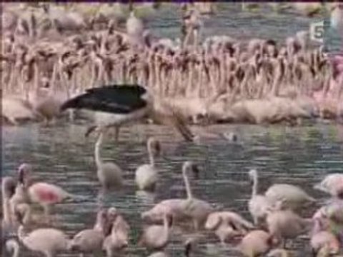 Les Predateurs - Redoutables Mâchoires Parti 2