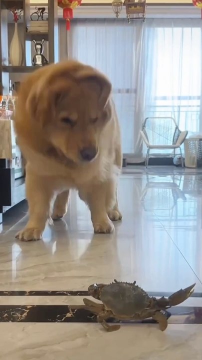 Dog funny
