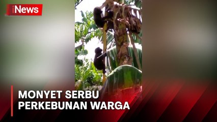 Bikin Resah, Kawanan Monyet Serbu Perkebunan Warga di Barru