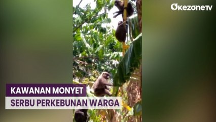 Diduga Kelaparan, Kawanan Monyet Serbu Perkebunan Warga di Barru