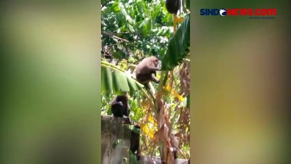 Warga Barru Resah, Kawanan Monyet Serbu Perkebunan