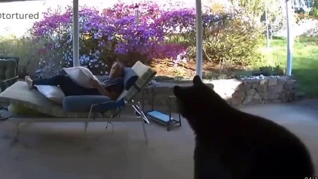 Funny Cat and Dog videos 2023 - Try Not To Laugh Dogs And Cats Funniest Animals Video 2023 - Part 1