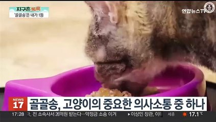 [지구촌톡톡] '골골송 소리는 내가 NO. 1'…기네스 오른 고양이 外