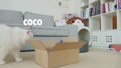 Cat Logic: If It Fits, I Sits | Kittisaurus