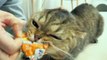 Cat Logic: Snack Attack | Kittisaurus