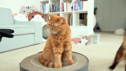 Cats vs No-Face | Kittisaurus