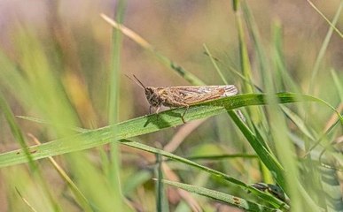 Diyarbakır ve Bingöl'de Çekirge Sayısında Artış Gözlemlendi