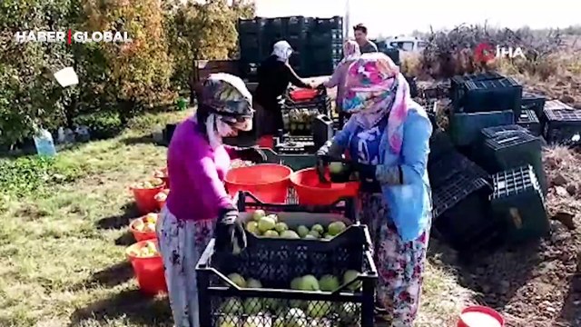 Deveci armudu yüzleri güldürdü... Kilosu 14 - 17 lira arasında değişmekte