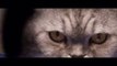 Argylle | Official Teaser Trailer - In Cinemas February 2 (Universal Studios) - HD