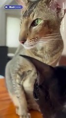 Meet Dracula's furry little doppelgänger Toivo the 'vampire cat'