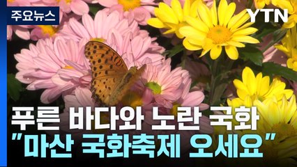 푸른 바다와 노란 국화..."마산 국화축제 오세요" / YTN