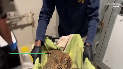 ΗΠΑ: Τίγρης της Σουμάτρας κατάφερε και γέννησε σε ζωολογικό κήπο