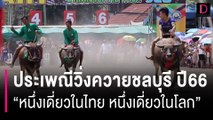 คึกคัก! ประเพณีวิ่งควายชลบุรี ปี 66 “หนึ่งเดี่ยวในไทย หนึ่งเดี่ยวในโลก” | HOTSHOT เดลินิวส์ 28/10/66