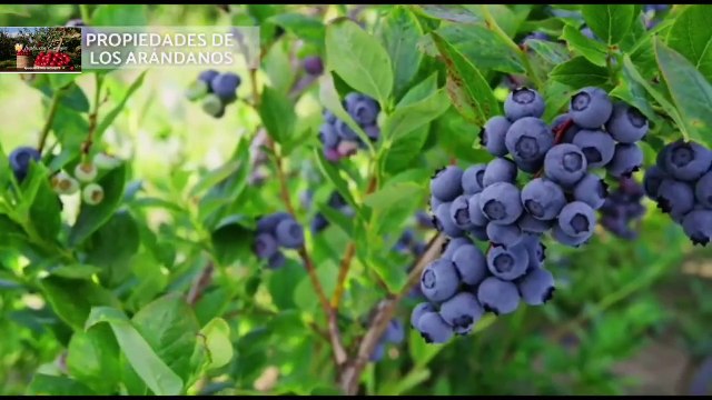 Descubre los Secretos del Arándano: Beneficios y Recetas Imprescindibles