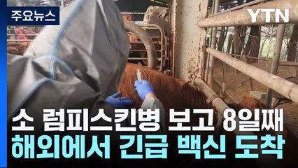 소 럼피스킨병 긴급백신 1차분 도착...내일부터 본격 접종 / YTN