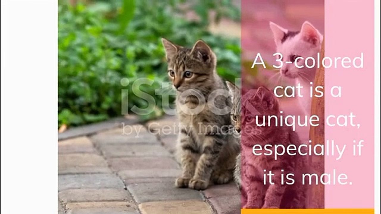 5 colors cat